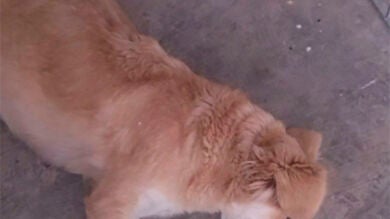 Detenido un vecino de Bormujos, Sevilla, por disparar y matar a dos perros por 