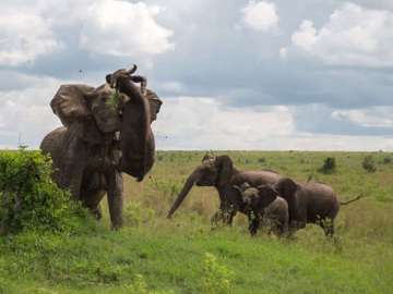 Un elefante lanza a un búfalo de 500 kg por los aires 