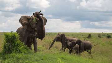 Un elefante lanza a un búfalo de 500 kg por los aires 