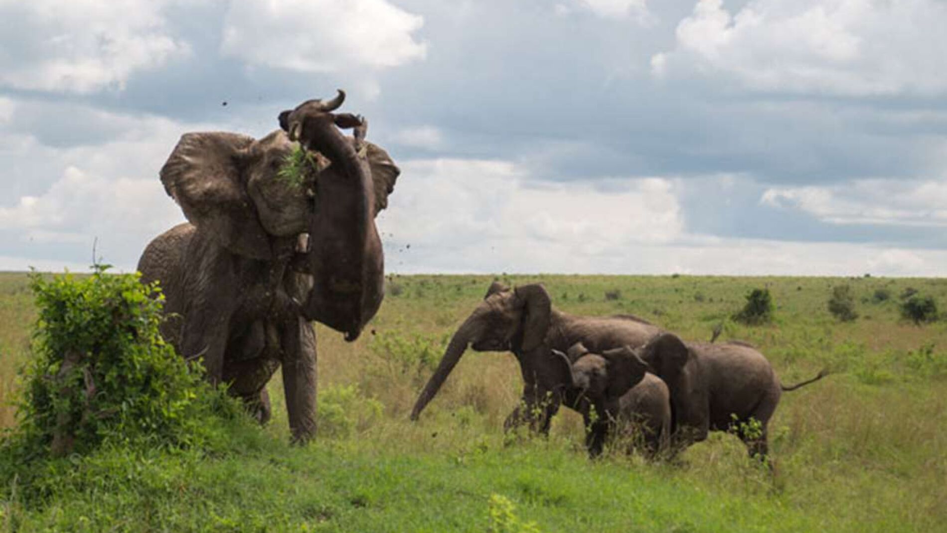 Un elefante lanza a un b&uacute;falo de 500 kg por los aires 