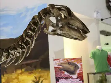 El nuevo dinosaurio se ha convertido en la pieza central del Museo de Fósiles de Khorat El nuevo dinosaurio se ha convertido en la pieza central del Museo de Fósiles de Khorat