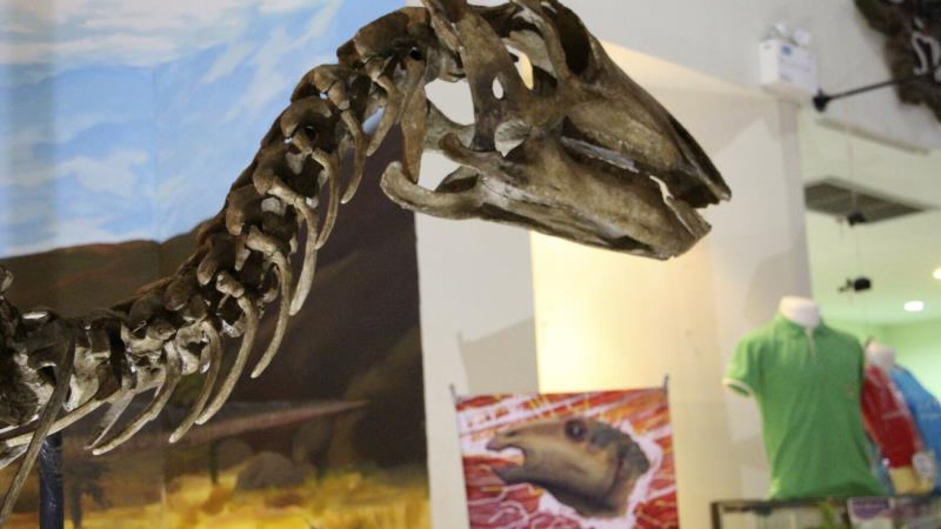 El nuevo dinosaurio se ha convertido en la pieza central del Museo de F&oacute;siles de Khorat