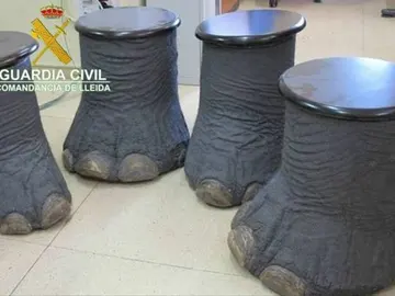 Patas de elefante convertidas en mesas y decomisadas por el Seprona Patas de elefante convertidas en mesas y decomisadas por el Seprona