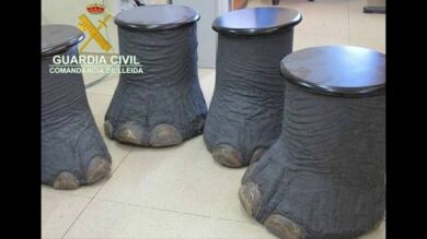 Decomisan dos colmillos y cuatro patas de elefante puestos a la venta en internet sin licencia