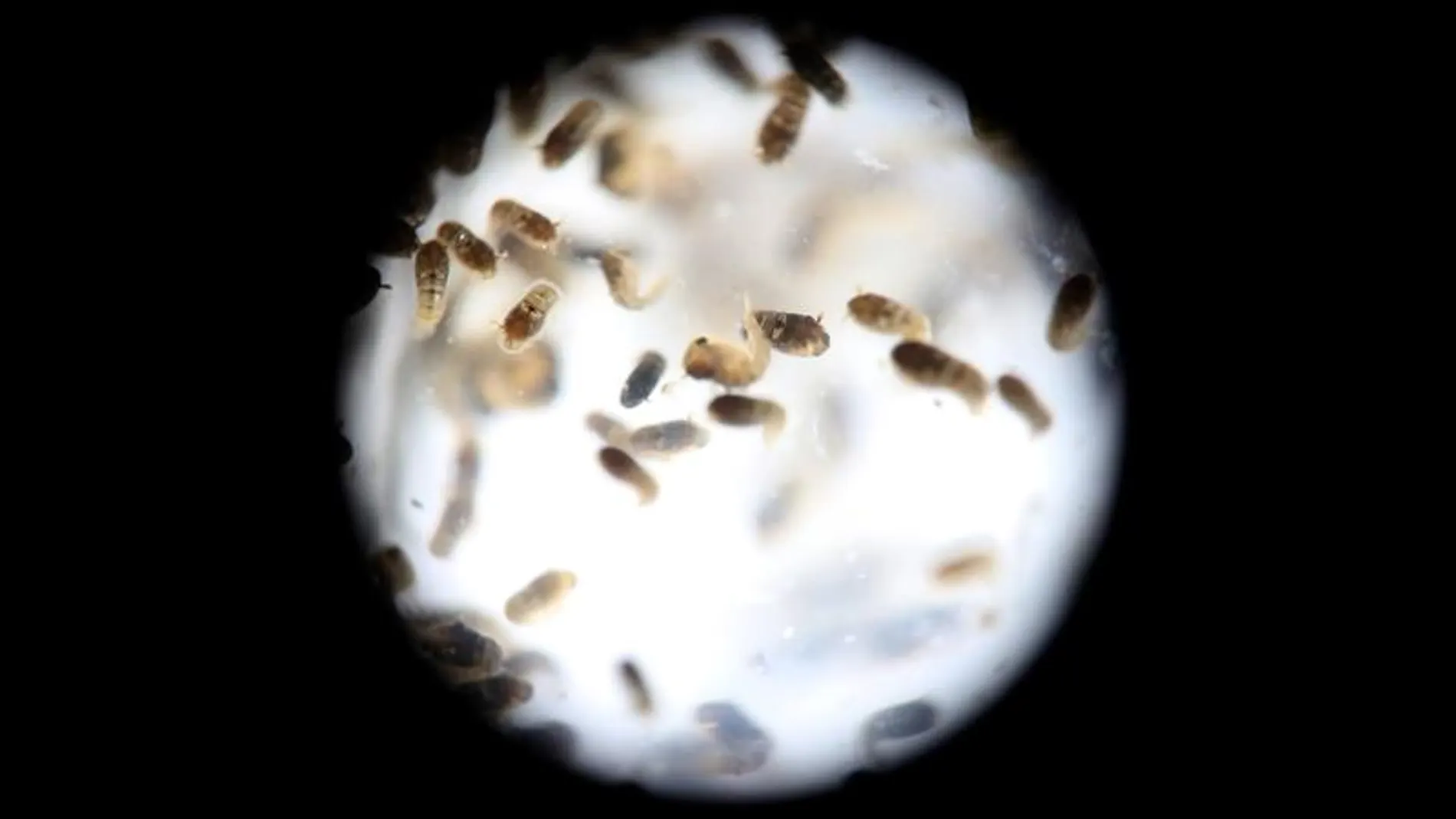 Un grupo de pupas del mosquito de la variedad 'Aedes aegytpi', que transmite el virus del zika Un grupo de pupas del mosquito de la variedad 'Aedes aegytpi', que transmite el virus del zika