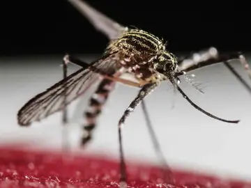 Mosquito Aedes Aegypti, transmisor del virus Zika Mosquito Aedes Aegypti, transmisor del virus Zika