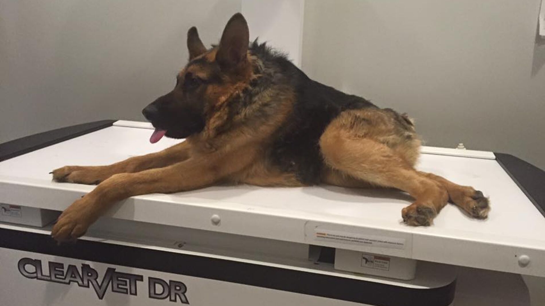 El s&iacute;ndrome de columna corta es una enfermedad que padecen tan solo 13 perros en el mundo