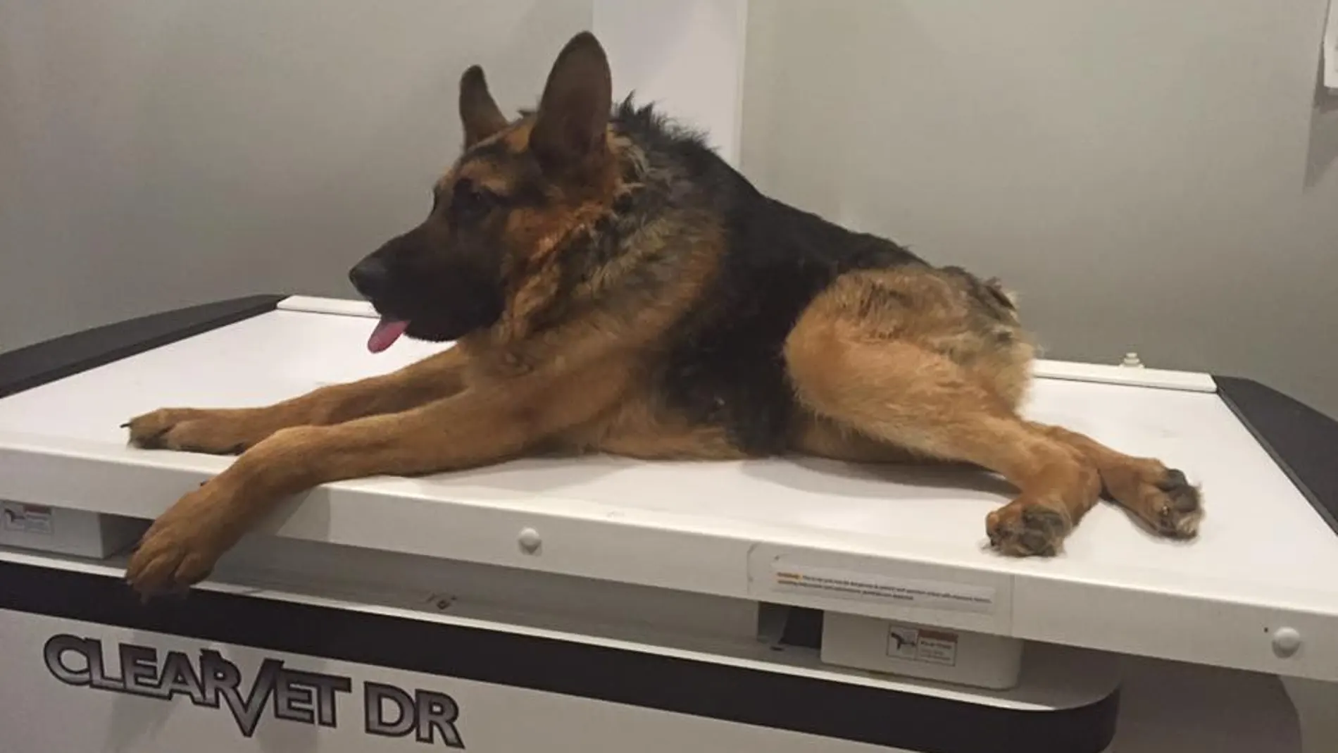El síndrome de columna corta es una enfermedad que padecen tan solo 13 perros en el mundo El síndrome de columna corta es una enfermedad que padecen tan solo 13 perros en el mundo