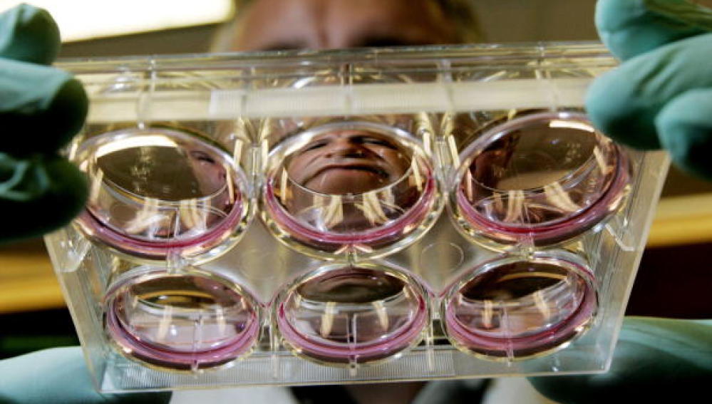 Investigación con embriones