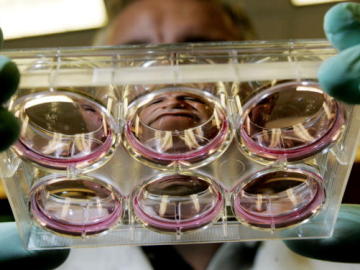 Investigación con embriones