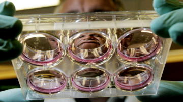 Investigación con embriones