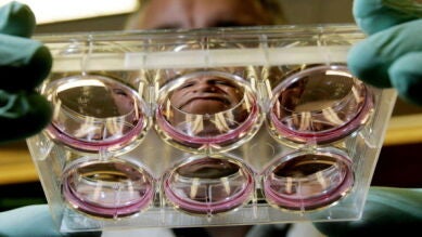 Reino Unido autoriza la modificación genética de embriones para arrojar luz sobre los abortos