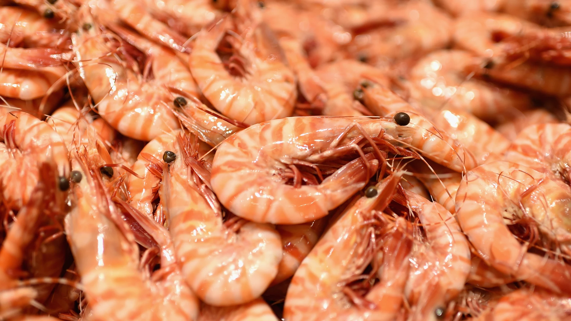 Gambas Gambas