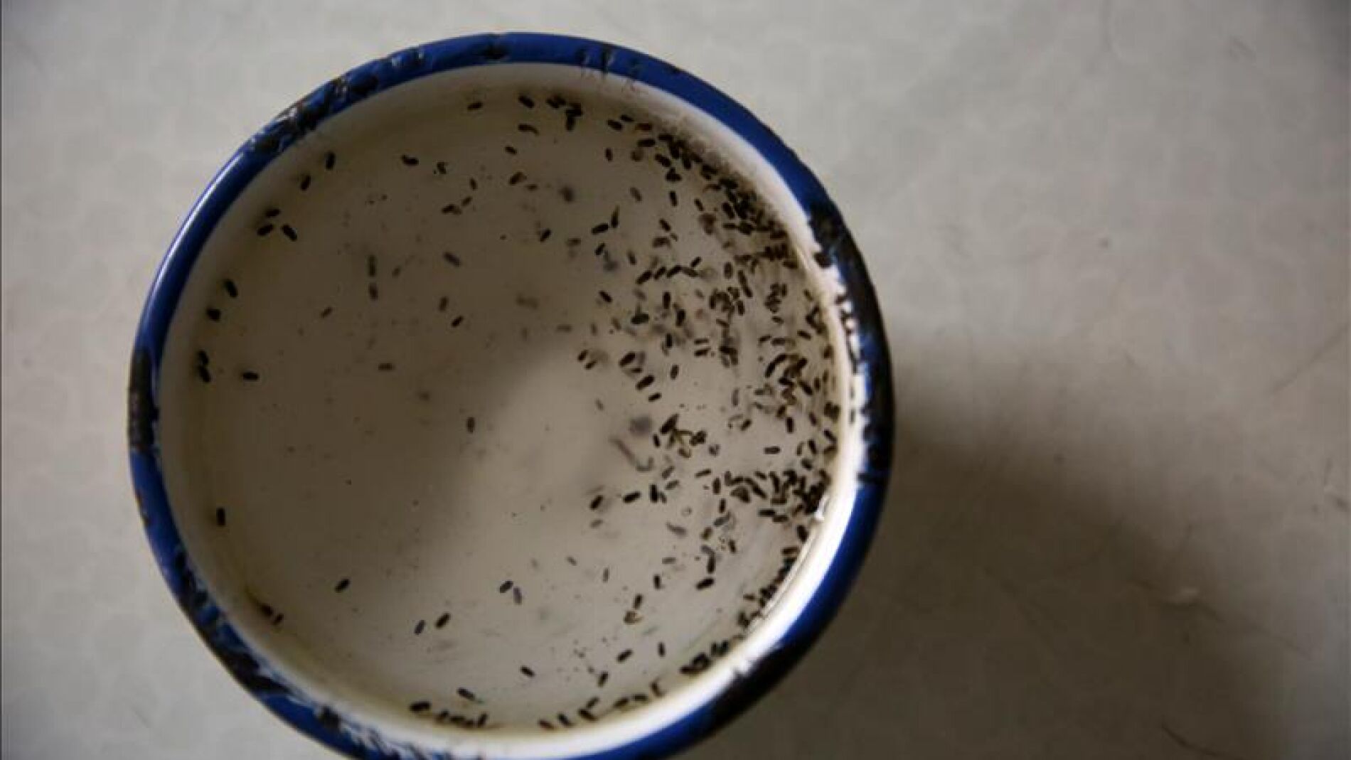 Virus del Zika