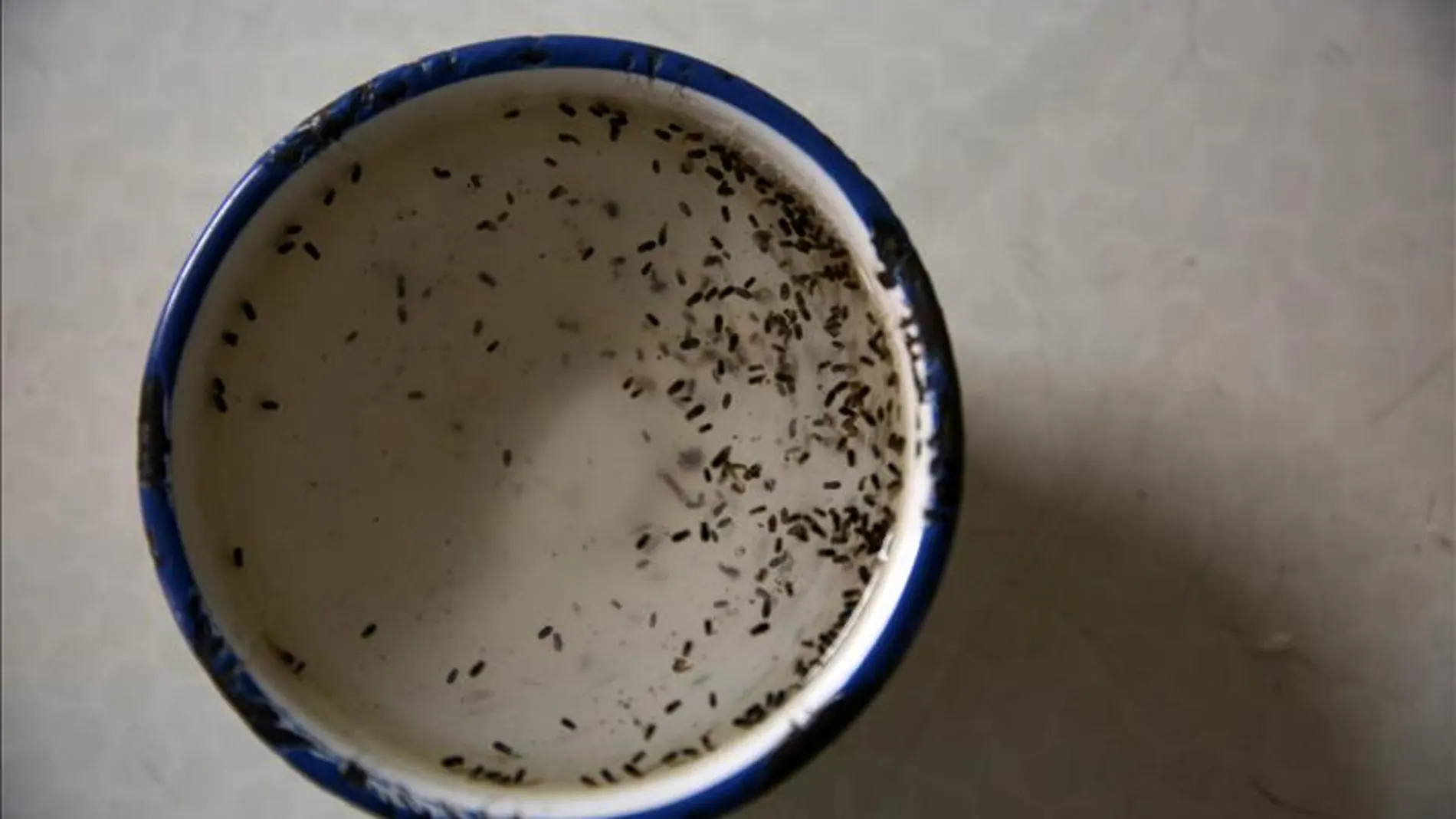 Virus del Zika Virus del Zika
