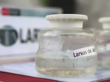 Larvas del mosquito portador del virus zika Larvas del mosquito portador del virus zika