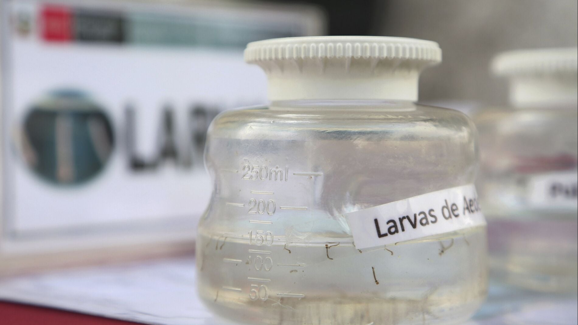 Larvas del mosquito portador del virus zika