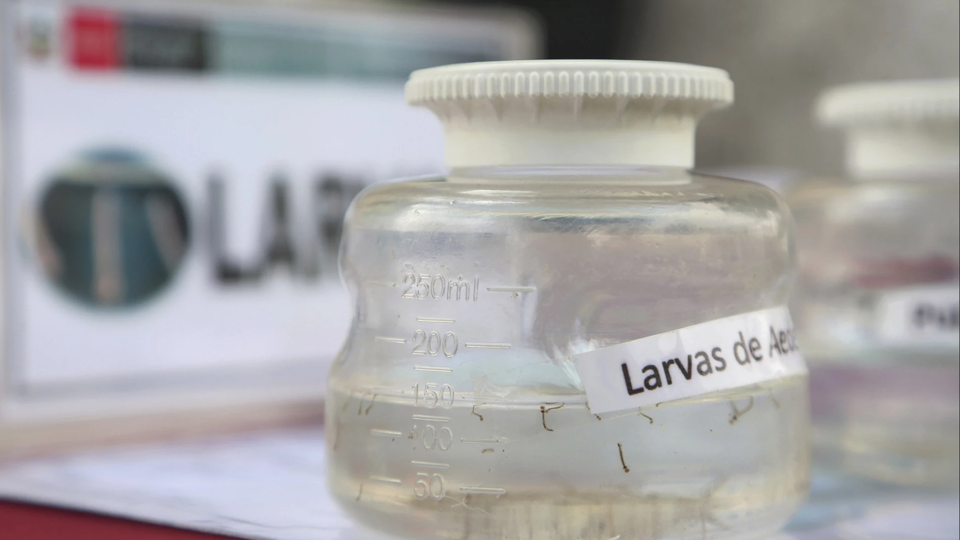Larvas del mosquito portador del virus zika Larvas del mosquito portador del virus zika