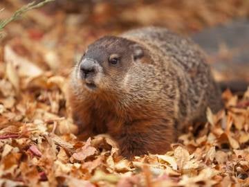 Una marmota