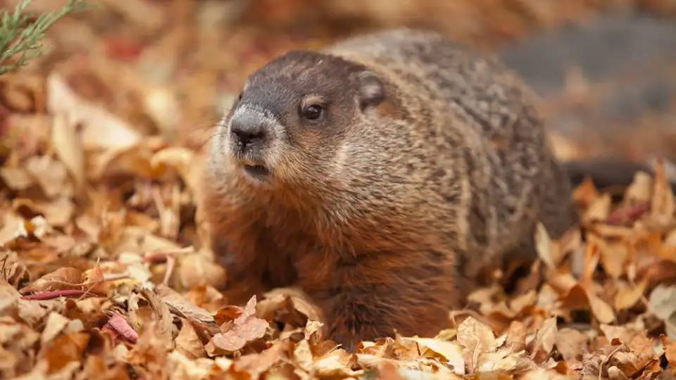 Una marmota Una marmota