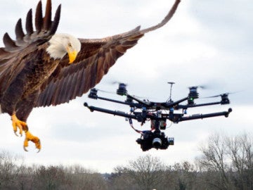 Águila Águila