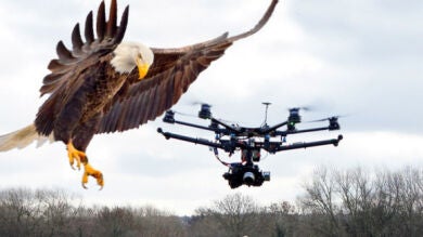 Scotland Yard se plantea adiestrar águilas para interceptar drones
