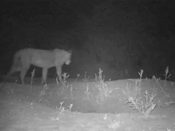Uno de los leones de una población desconocida en una reserva de Etiopía Uno de los leones de una población desconocida en una reserva de Etiopía