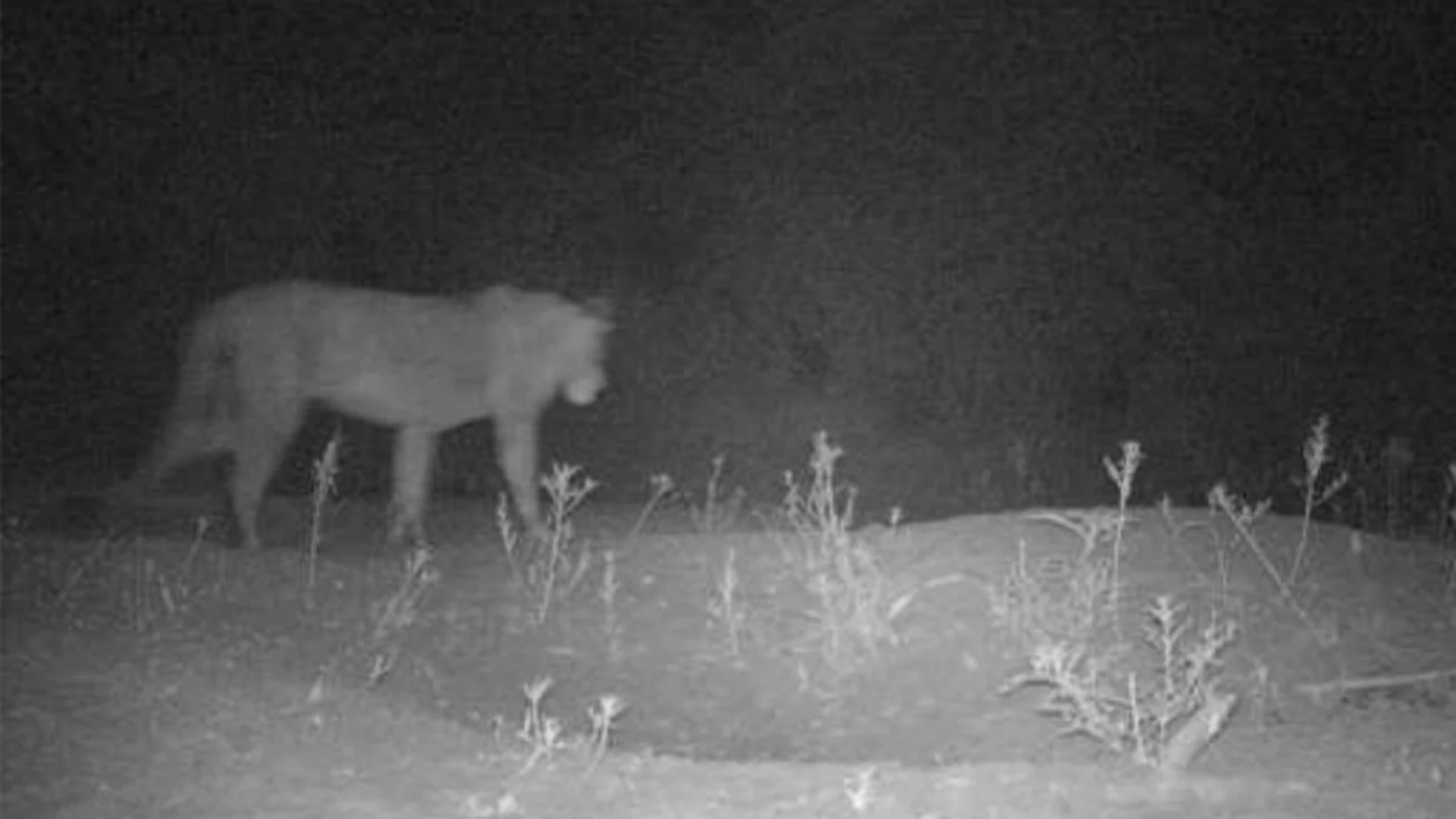 Uno de los leones de una población desconocida en una reserva de Etiopía Uno de los leones de una población desconocida en una reserva de Etiopía