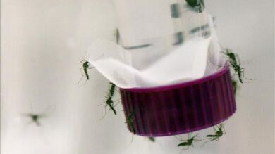 Brasil investiga si el zika se puede transmitir a través de la orina y la saliva, tras encontrar restos del virus en estos fluidos