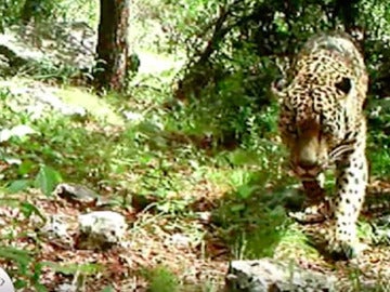 Único jaguar en libertad que vive en EEUU