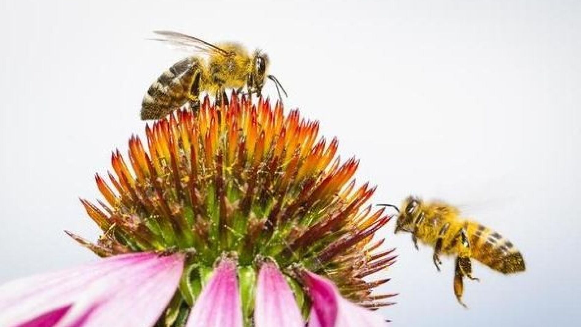 Greenepace lanza una campa&ntilde;a de firmas para salvar a las abejas 