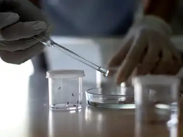 Virus Zika Virus Zika