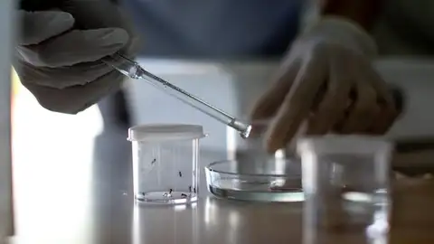 Virus Zika Virus Zika