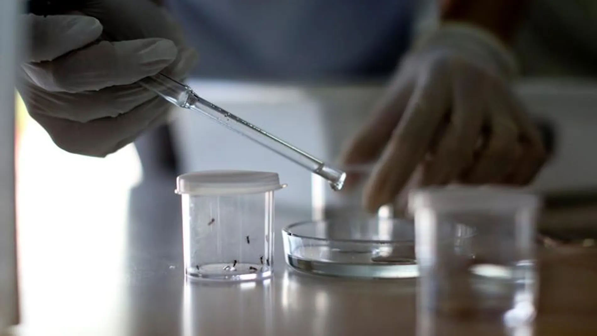 Virus Zika Virus Zika