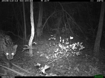 La ONG ha descubierto el ocelote gracias a esta fotografía