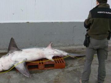 Tiburón cazado de forma accidental por un pesquero de Tarragona Tiburón cazado de forma accidental por un pesquero de Tarragona
