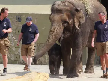 Un elefante con sus cuidadores en el zoo de Munich Un elefante con sus cuidadores en el zoo de Munich
