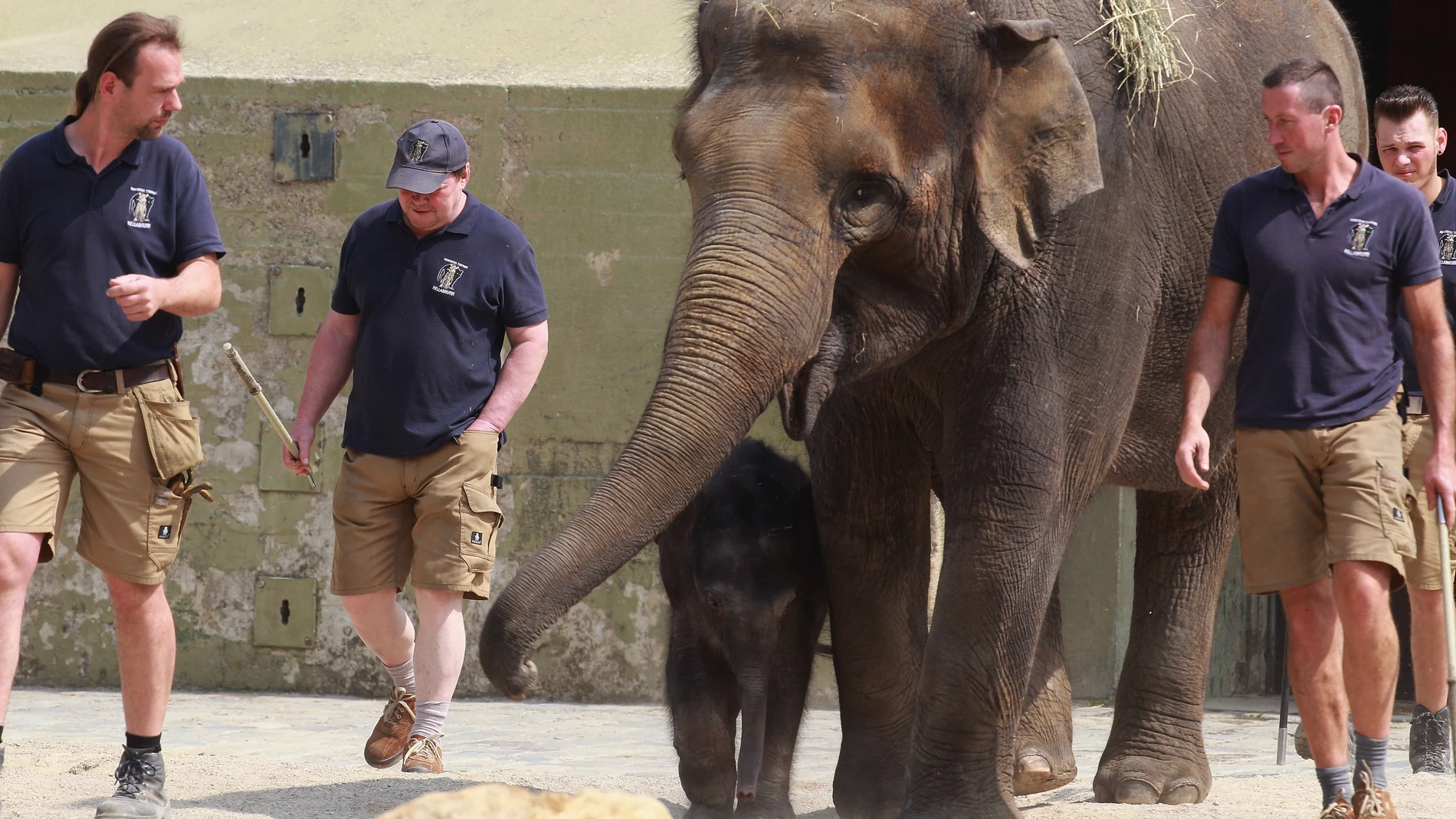 Un elefante con sus cuidadores en el zoo de Munich Un elefante con sus cuidadores en el zoo de Munich