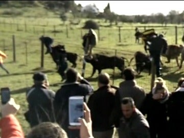 Un padre y un hijo resultan heridos de gravedad al ser corneados por un toro en Ciudad Rodrigo