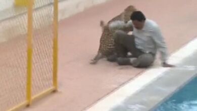Al menos seis personas resultan heridas al intentar capturar un leopardo que había entrado en una escuela en India