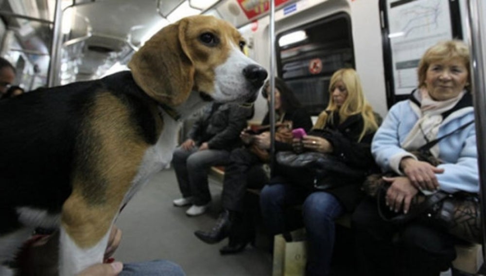 Un perro en un vagón de metro