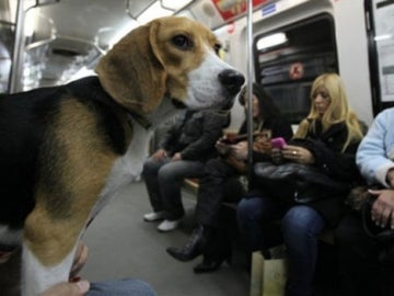 Un perro en un vagón de metro