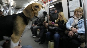 Un perro en un vagón de metro