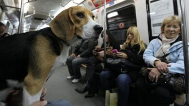 Los perros podrán acceder al Metro de Madrid desde este miércoles