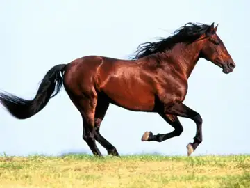 Imagen de un caballo Imagen de un caballo