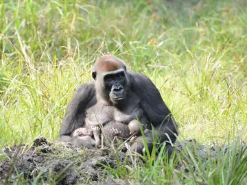 Los gorilas gemelos con su madre Los gorilas gemelos con su madre