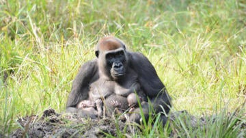 Los gorilas gemelos con su madre