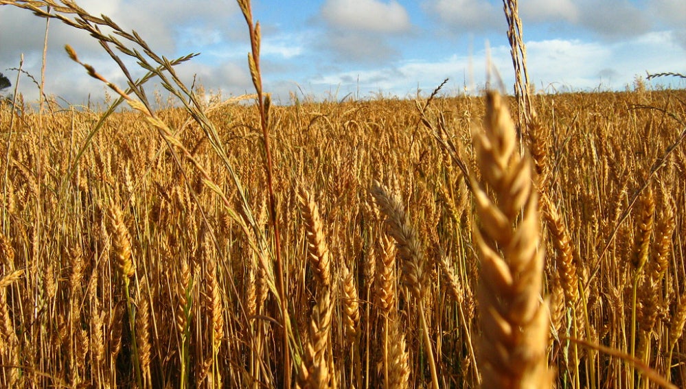 Campo de trigo, uno de los cereales que 