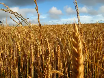 Campo de trigo, uno de los cereales que Campo de trigo, uno de los cereales que