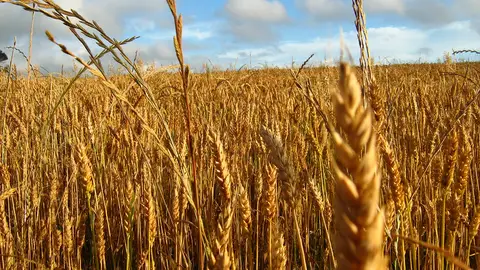 Campo de trigo, uno de los cereales que Campo de trigo, uno de los cereales que